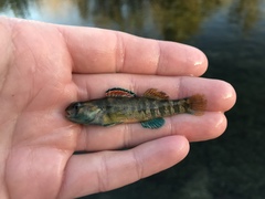 Etheostoma lepidum