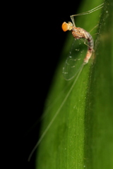 Ephemeroptera