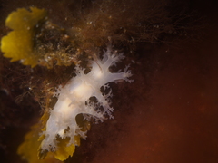 Dendronotus