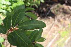 Schinus terebinthifolia