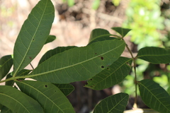 Schinus terebinthifolia