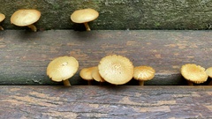 Fungi