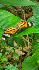 Nymphalidae