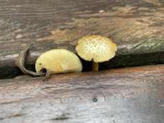 Fungi