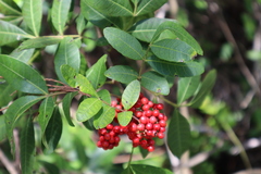 Schinus terebinthifolia