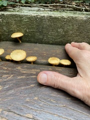 Fungi