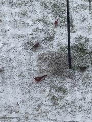 Cardinalis cardinalis