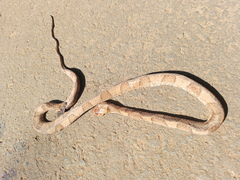 Dipsas bucephala