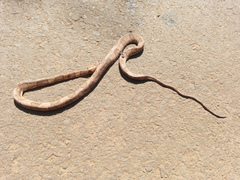 Dipsas bucephala