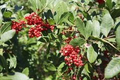 Schinus terebinthifolia