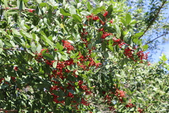 Schinus terebinthifolia