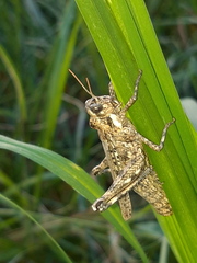 Dericorys carthagonovae