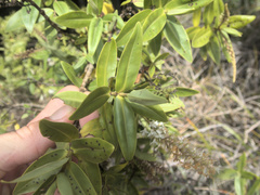 Veronica ligustrifolia