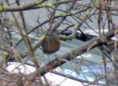 Turdus merula
