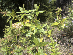 Veronica ligustrifolia