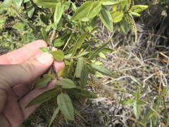 Veronica ligustrifolia