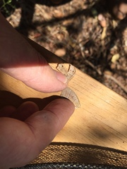 Yphthimoides patricia