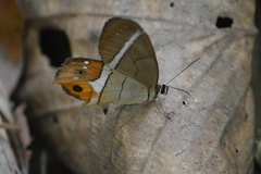 Pierella nereis