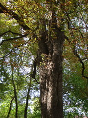 Aesculus hippocastanum