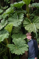 Gunnera petaloidea