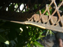 Hypomecis punctinalis