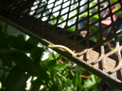 Hypomecis punctinalis