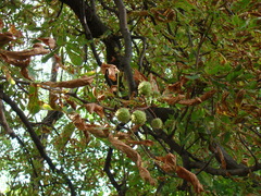 Aesculus hippocastanum