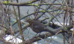 Turdus merula