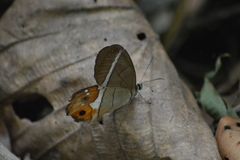 Pierella nereis