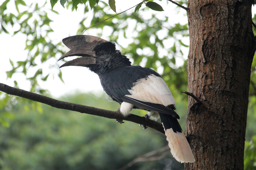Black-casqued Hornbill (Ceratogymna atrata) photo