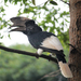 Black-and-white-casqued Hornbill - Photo (c) Thomas Desloges, some rights reserved (CC BY-NC), uploaded by Thomas Desloges