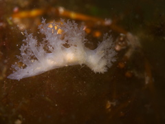 Dendronotus