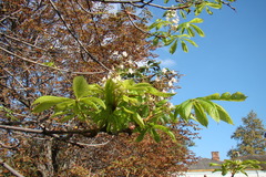 Aesculus hippocastanum