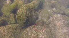 Gobioclinus dendriticus