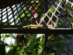 Hypomecis punctinalis