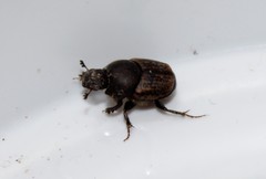 Onthophagus fissicornis