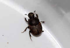 Onthophagus fissicornis