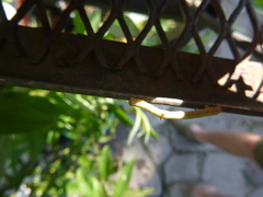 Hypomecis punctinalis