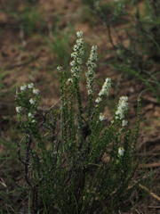 Selago speciosa