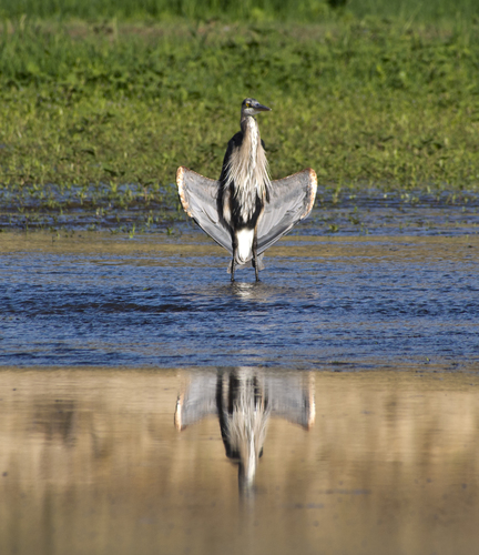 Great Blue Heron photographed in Arizona