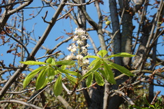 Aesculus hippocastanum
