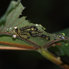 Colobura dirce dirce