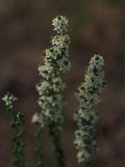 Selago speciosa
