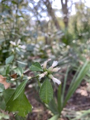 Baccharis glomeruliflora image