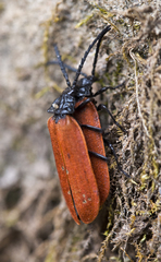 Macrolygistopterus rubripennis
