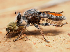 Stiphrolamyra diaxantha