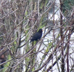 Turdus merula