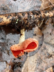 Sarcoscypha occidentalis