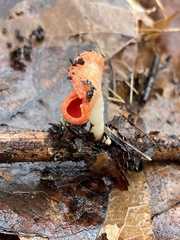 Sarcoscypha occidentalis