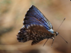 Lepidochrysops ortygia